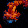 Red Bull Goniopora 