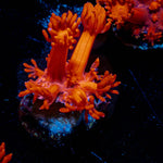 Red Bull Goniopora 