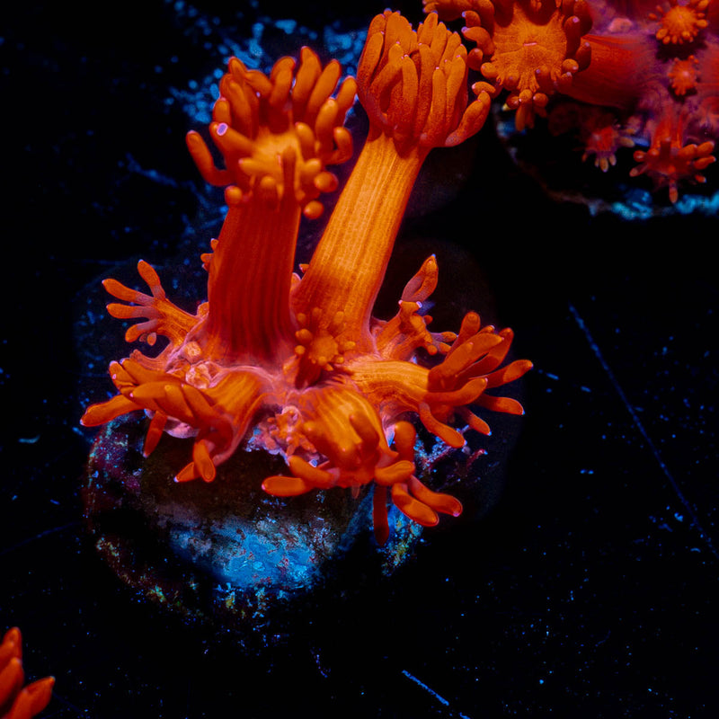 Red Bull Goniopora