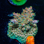 Buzz Lightyear Acropora 