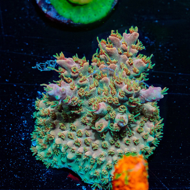 Buzz Lightyear Acropora