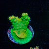Pink Tip Pletta Acropora - riptide aquaculture llc