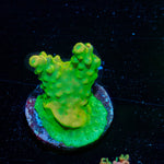 Pink Tip Pletta Acropora - riptide aquaculture llc