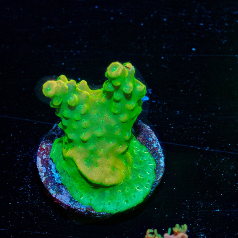 Pink Tip Pletta Acropora
