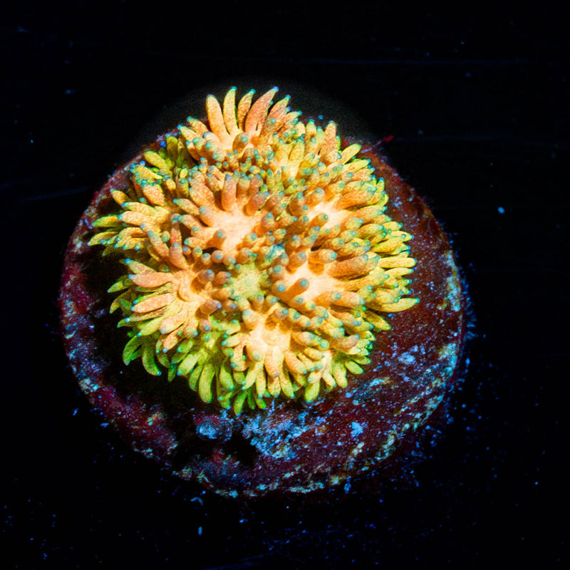 Encore Goniopora