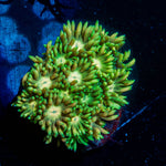Lemon Head Goniopora 