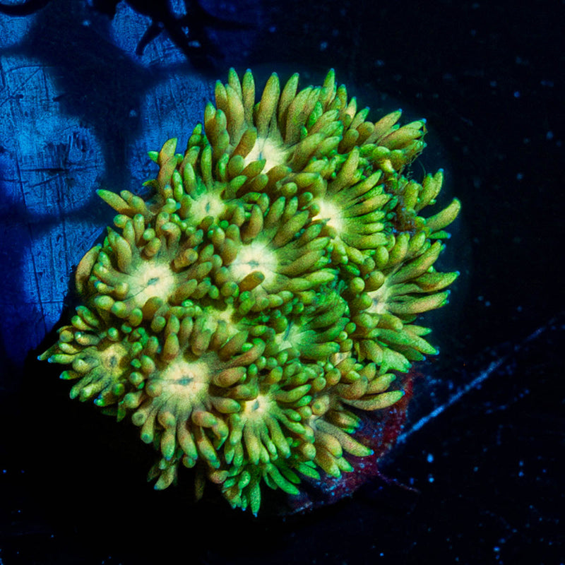 Lemon Head Goniopora