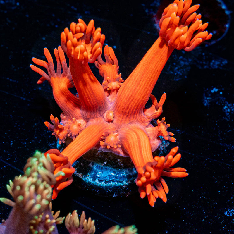 Red Bull Goniopora