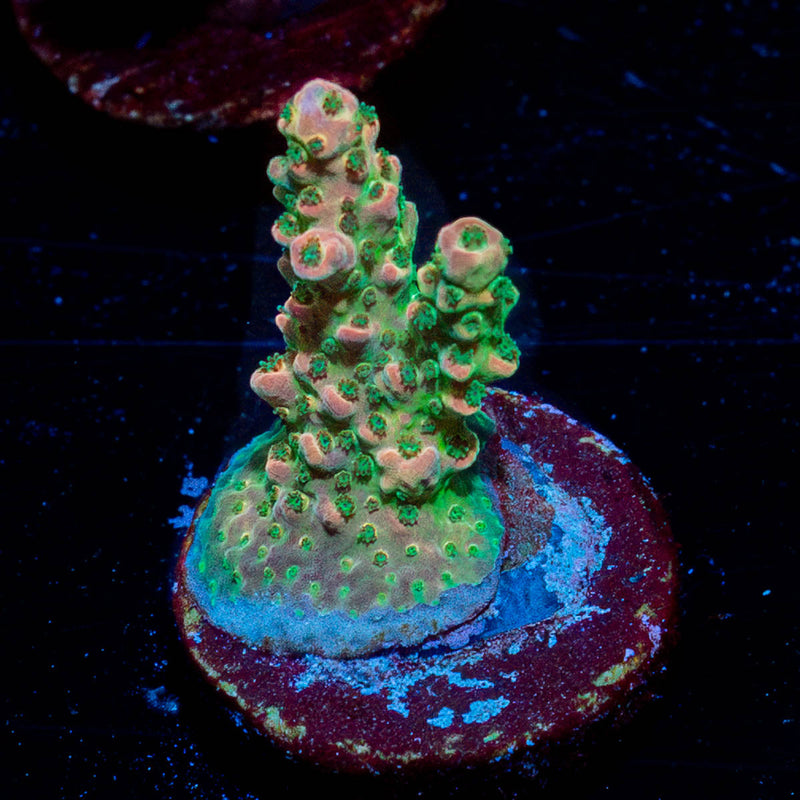 Night fury Acropora
