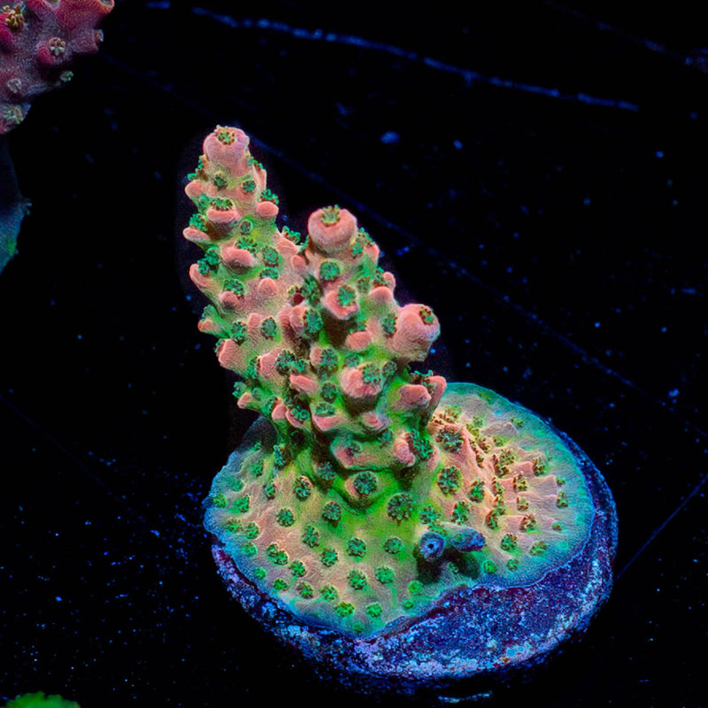 Night furry Acropora