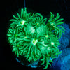 Toxic Goniopora 