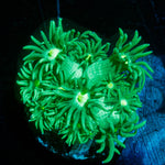 Toxic Goniopora 