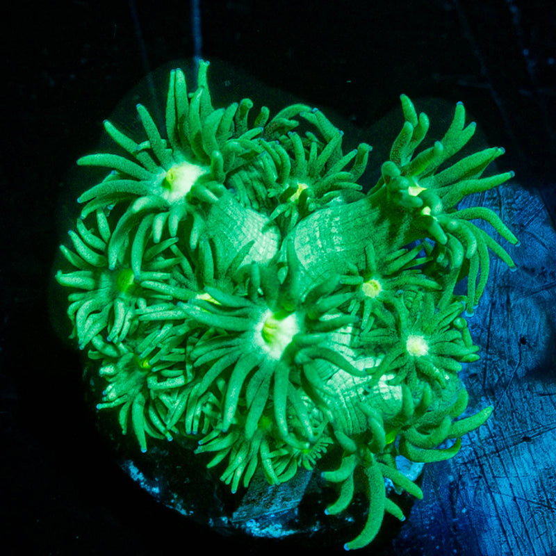 Toxic Goniopora