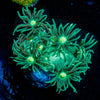 Toxic Goniopora 