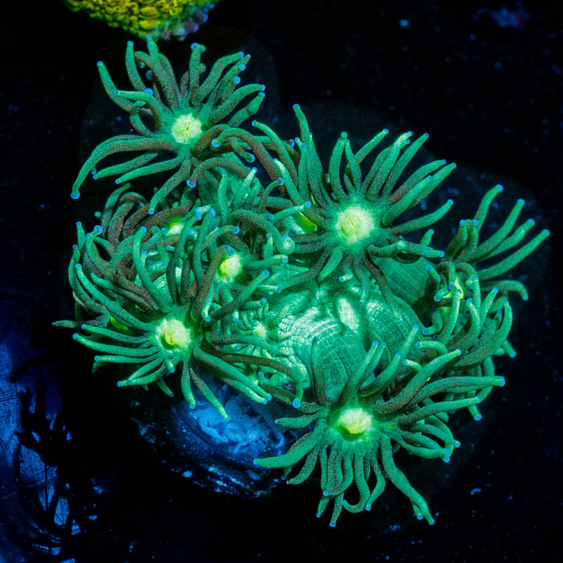 Toxic Goniopora