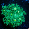 Toxic Goniopora 