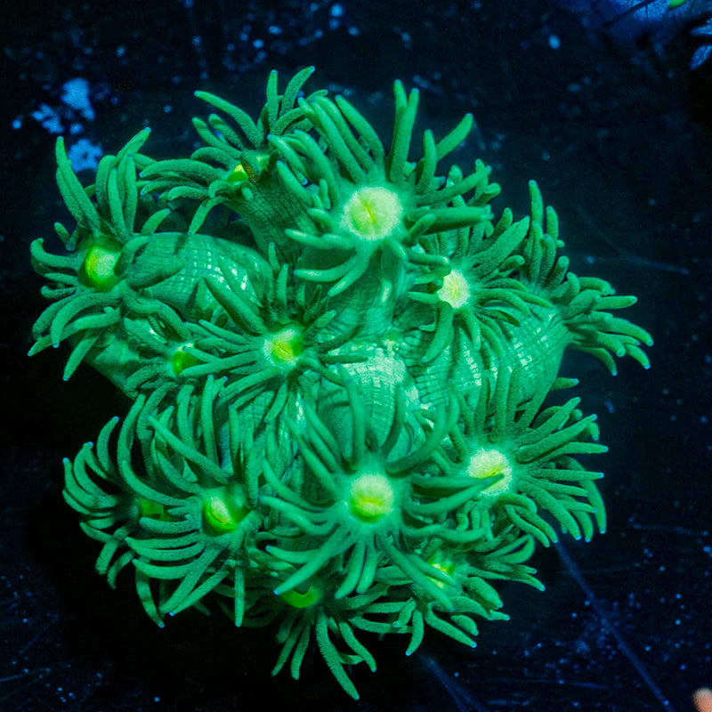 Toxic Goniopora