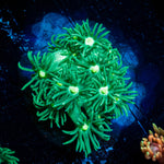 Toxic Goniopora 