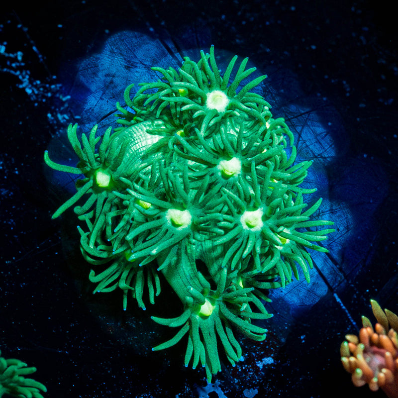 Toxic Goniopora