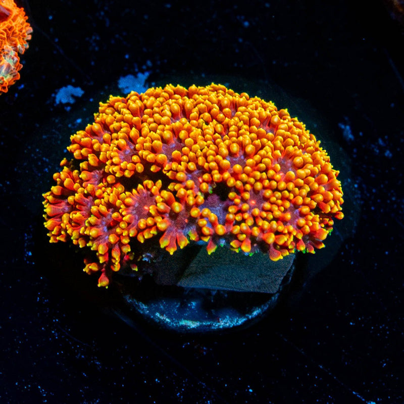 Rainbow Goniopora