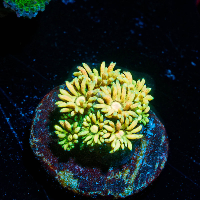 Encore Goniopora