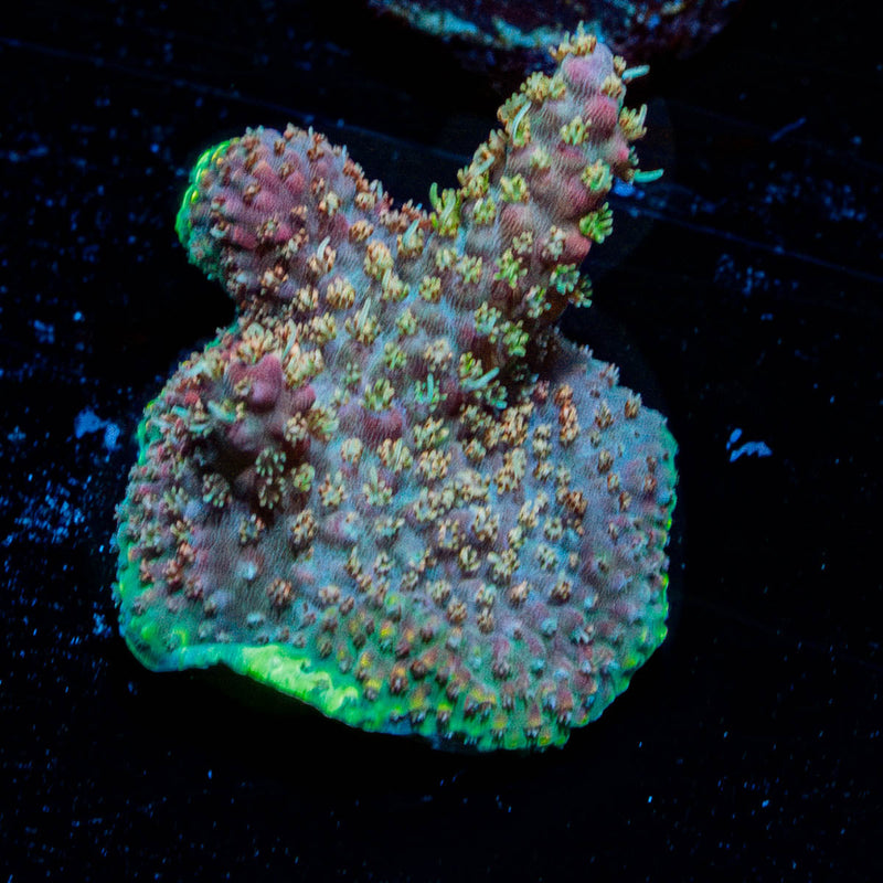 Acid Rain Acropora