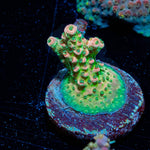 Night Fury Acropora 