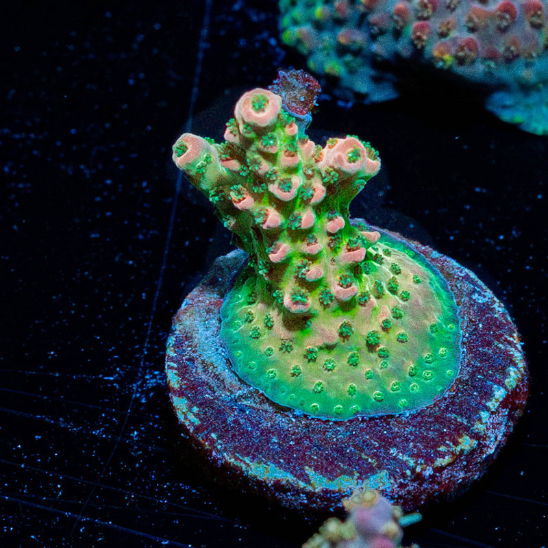 Night Fury Acropora