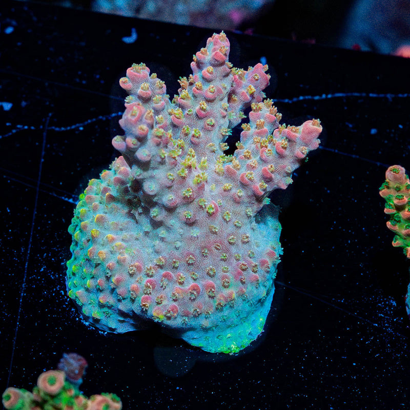 Acid Rain Acropora