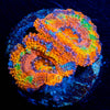 Circus Tent Acan Micromussa 