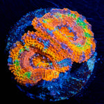 Circus Tent Acan Micromussa 