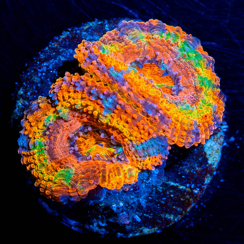Circus Tent Acan Micromussa