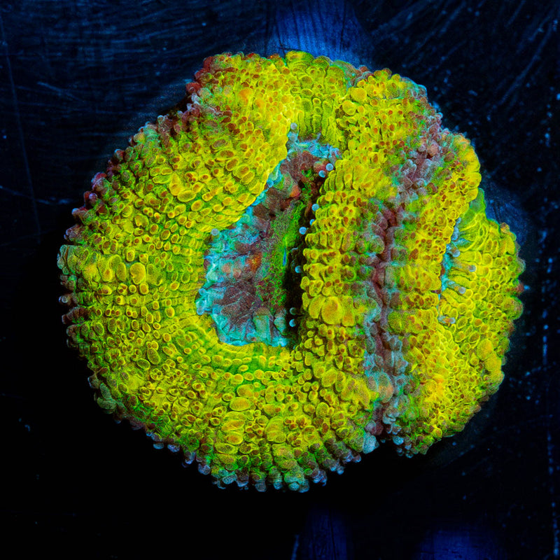 Thors Hammer Acan Micromussa