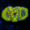 Thors Hammer Acan Micromussa 
