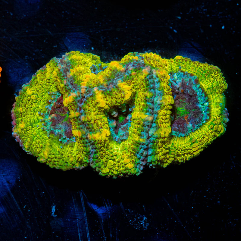 Thors Hammer Acan Micromussa