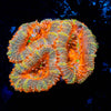 Acan Micromussa 