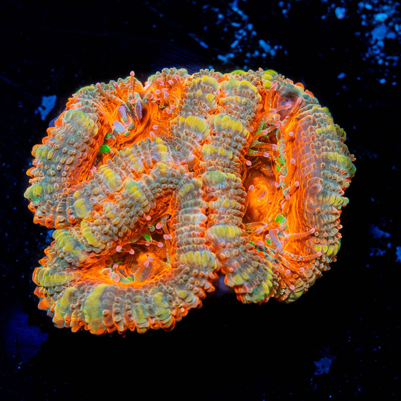 Acan Micromussa