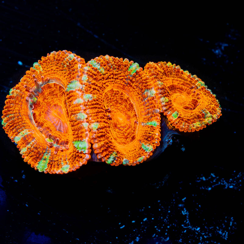 Acan Micromussa
