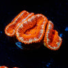 Acan Micromussa 