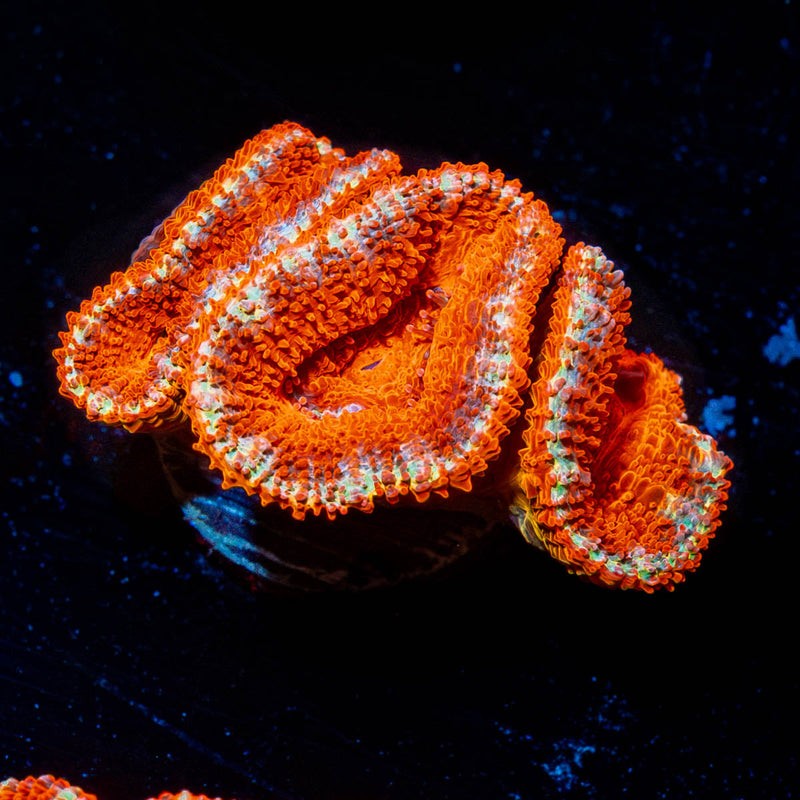 Acan Micromussa