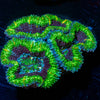 Acan Micromussa 