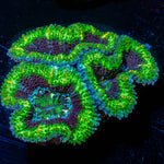 Acan Micromussa 