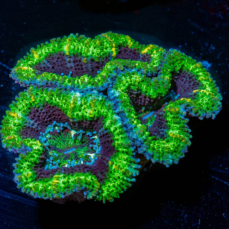 Acan Micromussa