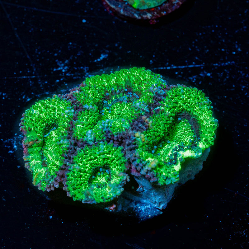 Acan Micromussa