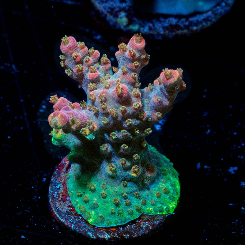 Acan Micromussa