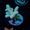 Acan Micromussa 