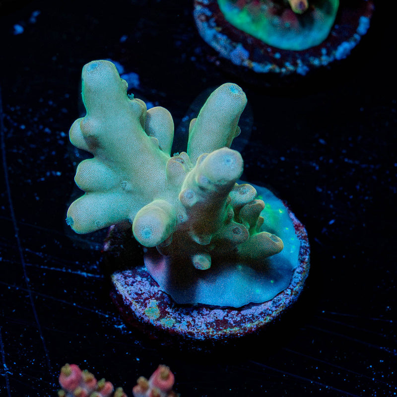Acan Micromussa