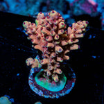 Acan Micromussa 