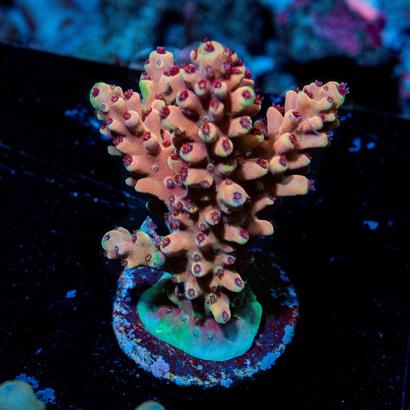 Acan Micromussa