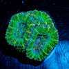 Acan Micromussa 